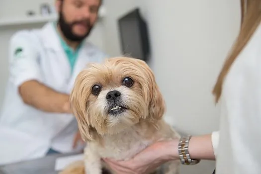 Mitos e verdades sobre doenças respiratórias e articulares em pets