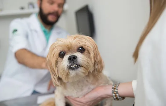 Mitos e verdades sobre doenças respiratórias e articulares em pets