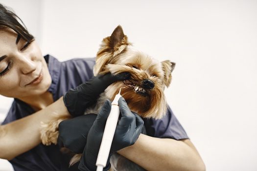 Dentes dos Pets: especialista explica a melhor forma de realizar o cuidado