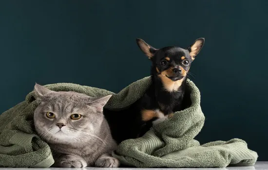 Pets também sentem frio: especialista explica como cuidar dos animais de estimação