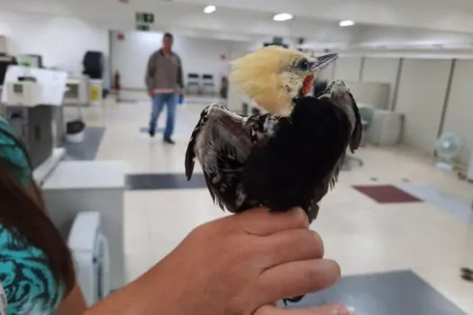 Filhote de pica-pau é resgatado em casa no Morro da Kibon