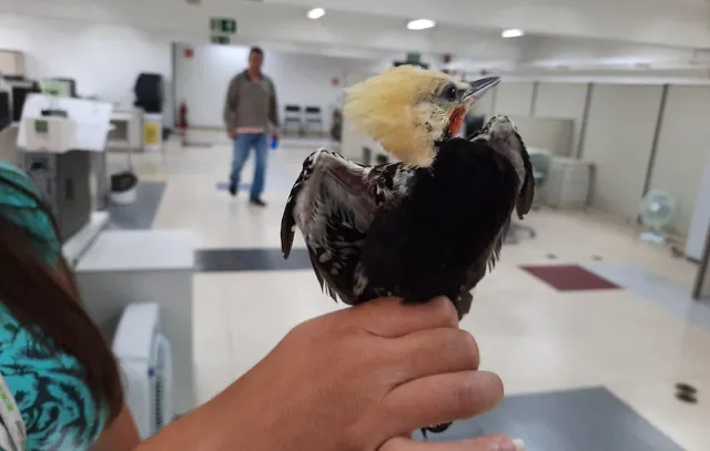 Filhote de pica-pau é resgatado em casa no Morro da Kibon