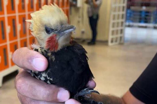 Equipe Ambiental de Ribeirão Pires resgata pica-pau dentro de supermercado