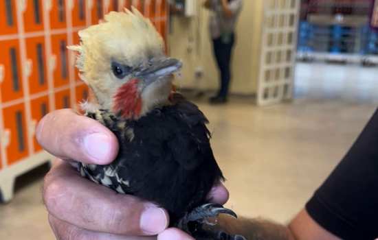 Equipe Ambiental de Ribeirão Pires resgata pica-pau dentro de supermercado