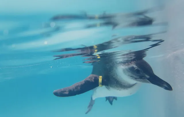 Pinguim afugentado por cães voltará em breve ao mar