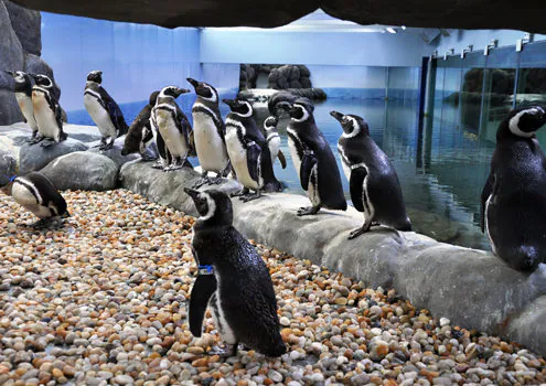 Pinguinário da Sabina ganha mais um morador