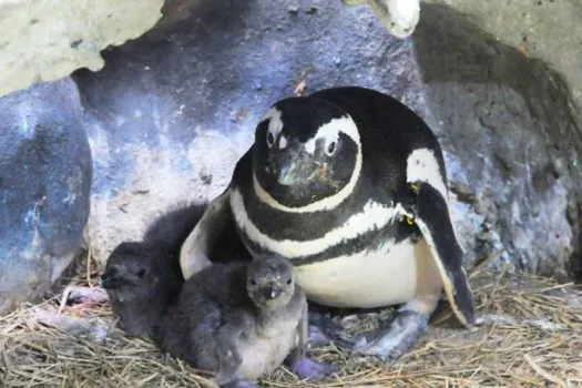 Cinco pinguins nascem na Sabina, em Santo André