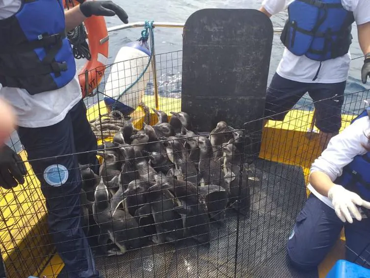 Mais de 30 pinguins são resgatados e devolvidos à natureza