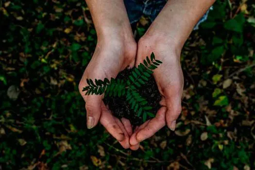 Tree-Nation aponta que 4 bilhões de árvores devem ser plantadas por ano