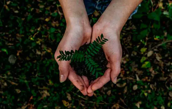 Tree-Nation aponta que 4 bilhões de árvores devem ser plantadas por ano