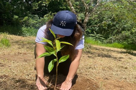 Serra da Mantiqueira, em MG, recebe plantio de mudas de árvores