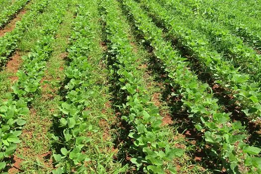 Manejo de plantas daninhas diante das incertezas do mercado