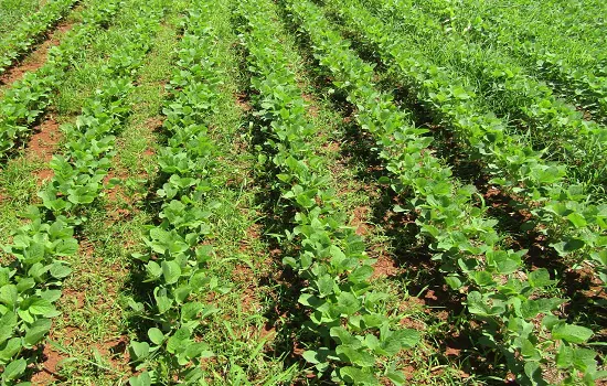 Manejo de plantas daninhas diante das incertezas do mercado