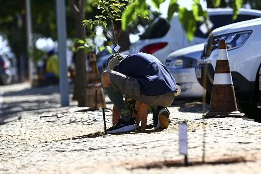 Doação de mudas e plantios acontecem nos parques no dia do aniversário da cidade de SP