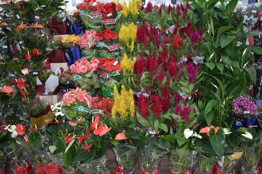 Pandemia aumenta procura por flores em supermercado
