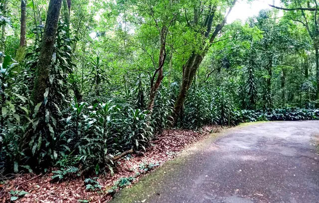 Mais de 200 plantas invasoras ameaçam vegetação nativa do país