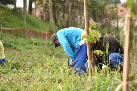 Ribeirão Pires recebe plantio de 3 mil árvores em Compensação Ambiental