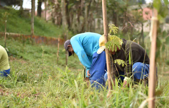 Ribeirão Pires recebe plantio de 3 mil árvores em Compensação Ambiental