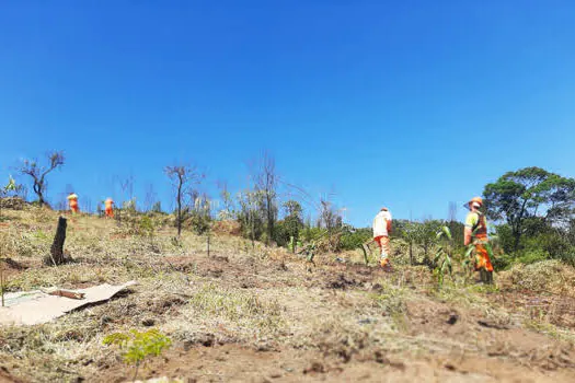 Semasa plantará mais de mil mudas de árvores no Parque Guaraciaba