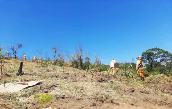 Semasa plantará mais de mil mudas de árvores no Parque Guaraciaba