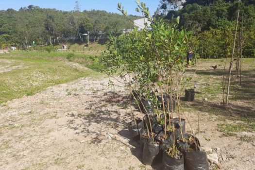 Ribeirão Pires realiza plantio de mais 140 árvores para comemorar o Junho Verde