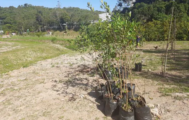 Ribeirão Pires realiza plantio de mais 140 árvores para comemorar o Junho Verde