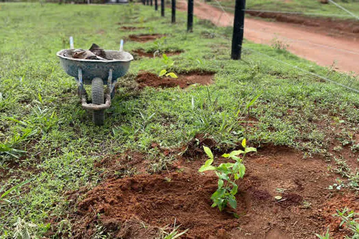 Parceria busca recuperar espécies nativas do Cerrado em Pirenópolis