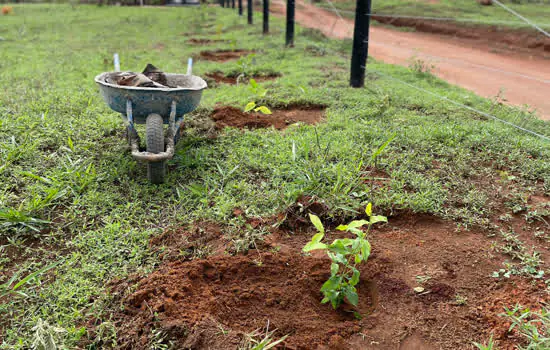 Parceria busca recuperar espécies nativas do Cerrado em Pirenópolis