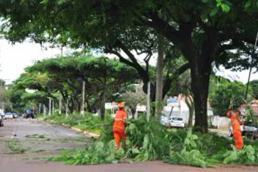 SP: Rua Natingui em Pinheiros será interditada para poda de árvore