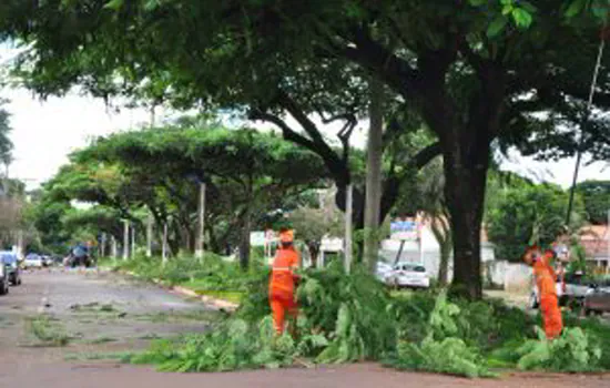 SP: Rua Natingui em Pinheiros será interditada para poda de árvore