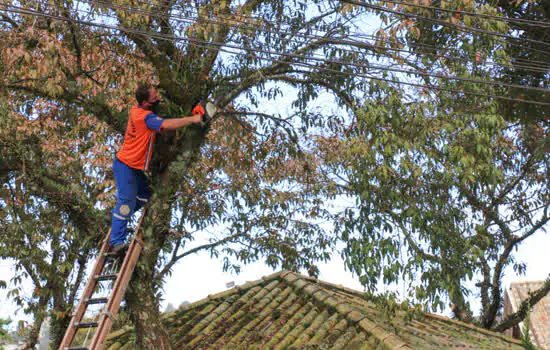 Entenda o que é necessário para fazer poda de árvores em Ribeirão Pires