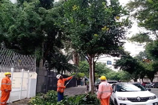 Prefeitura de SP realiza mapeamento arbóreo na região Central