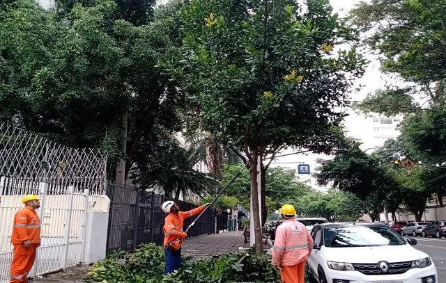 Prefeitura de SP realiza mapeamento arbóreo na região Central