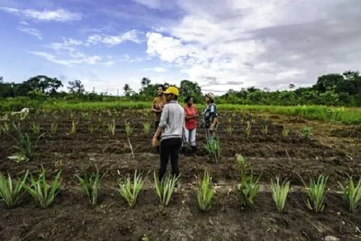 Projeto de algodão em agrofloresta quer transformar a indústria têxtil no Brasil