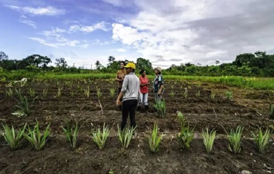 Projeto de algodão em agrofloresta quer transformar a indústria têxtil no Brasil