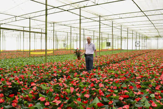 Turistas podem conhecer estufas de flores em Holambra