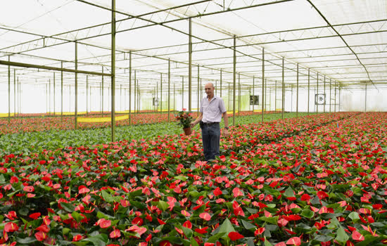 Turistas podem conhecer estufas de flores em Holambra