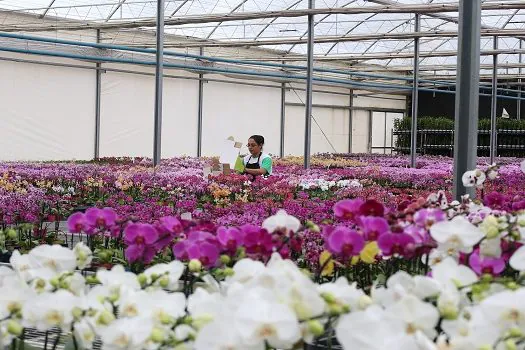 Dia da Mulher estimula a venda de flores e crescimento deve chegar a 10% na semana