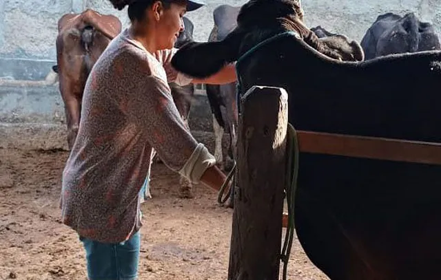 Agricultura familiar ajuda a aumentar produção leiteira no Nordeste