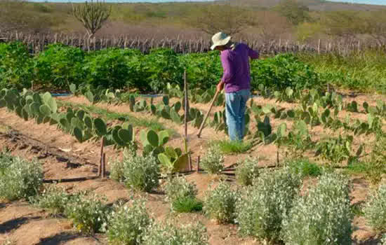 Sebrae-SP lança cursos para produtor rural fazer via WhatsApp