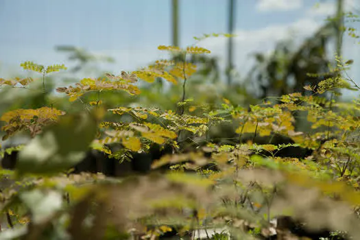 CAOA celebra Semana do Meio Ambiente