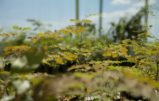 CAOA celebra Semana do Meio Ambiente