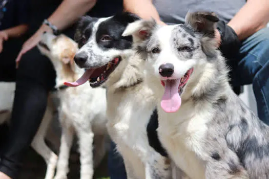 Ribeirão Pires já castrou mais de dois mil animais em programa gratuito