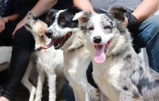 Ribeirão Pires já castrou mais de dois mil animais em programa gratuito