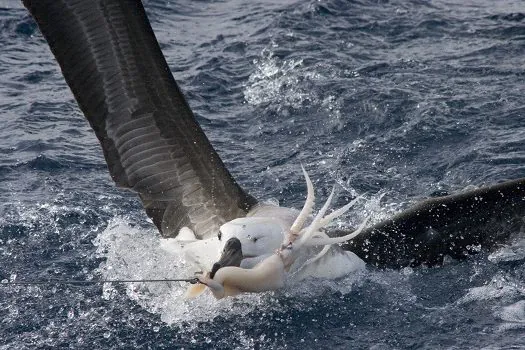 Projeto Albatroz é reconhecido pelos 30 anos de dedicação à conservação marinha no Brasil