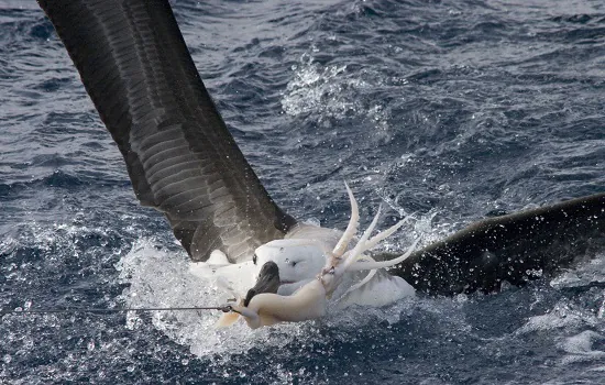 Projeto Albatroz é reconhecido pelos 30 anos de dedicação à conservação marinha no Brasil