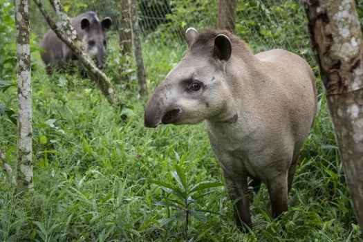 Projeto Guapiaçu solta na Mata Atlântica novo casal de antas