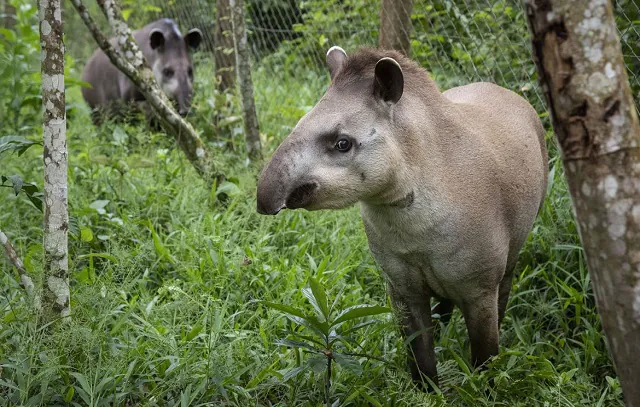 Projeto Guapiaçu solta na Mata Atlântica novo casal de antas