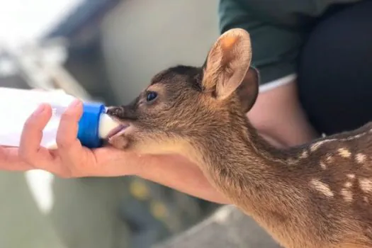 Centros de Triagem e Recuperação de Animais Silvestres ampliam rede de proteção à fauna