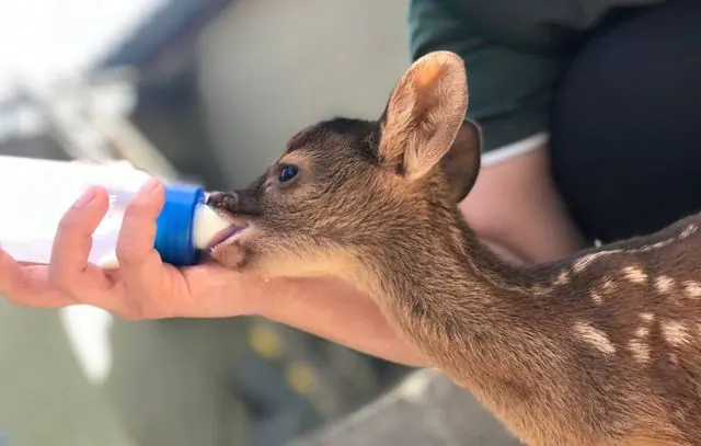 Centros de Triagem e Recuperação de Animais Silvestres ampliam rede de proteção à fauna